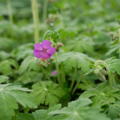 Bodziszek korzeniasty Bevan`s Variety